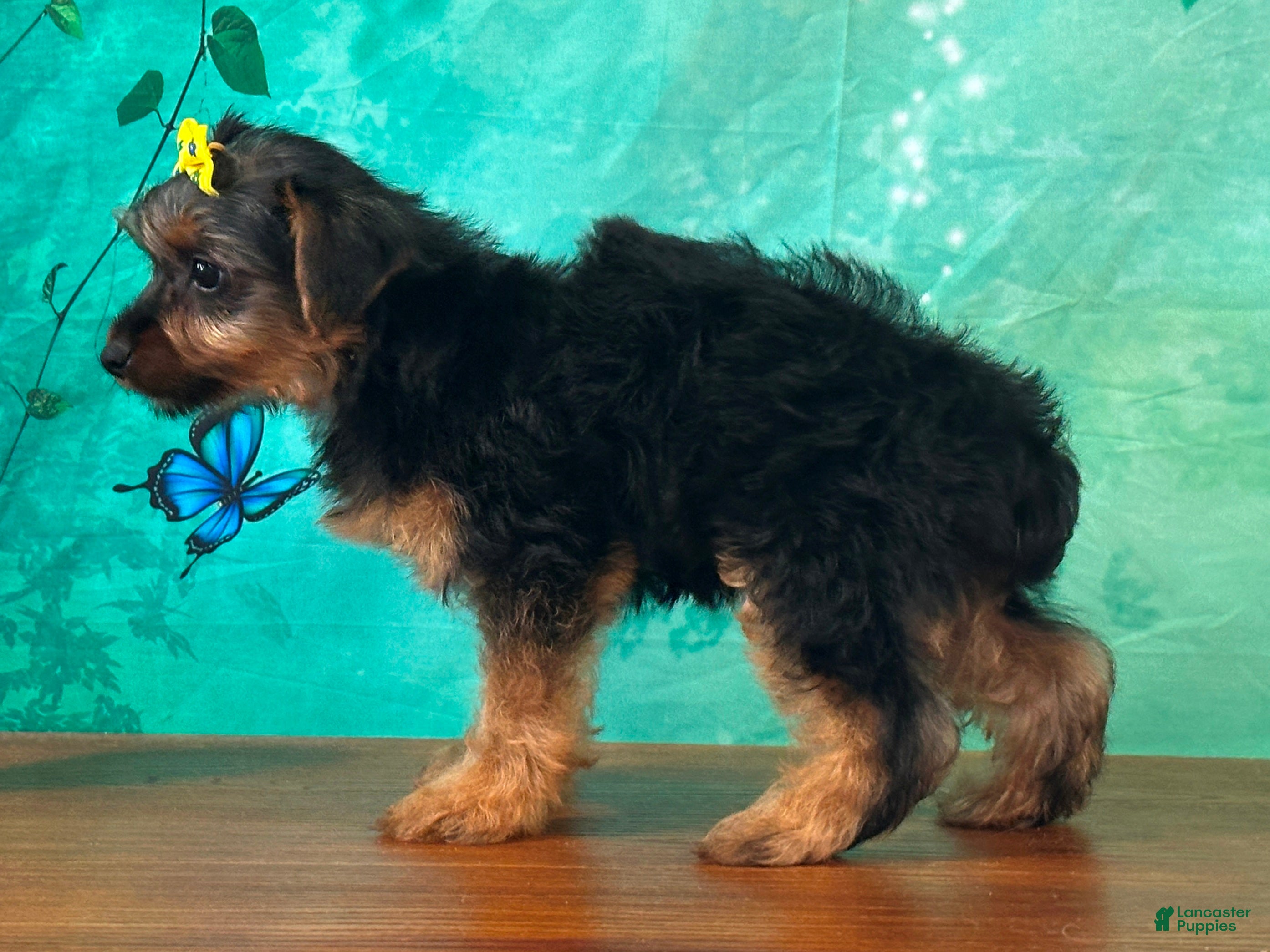Yorkshire Terrier dogs Ellie - Ad 1
