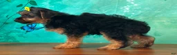 Yorkshire Terrier dogs for sale: Ellie - Ad 1