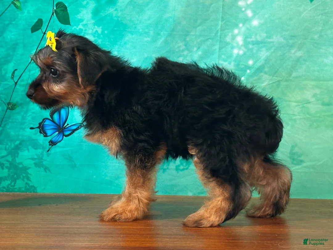 Yorkshire Terrier dogs for sale: Ellie - Ad 1