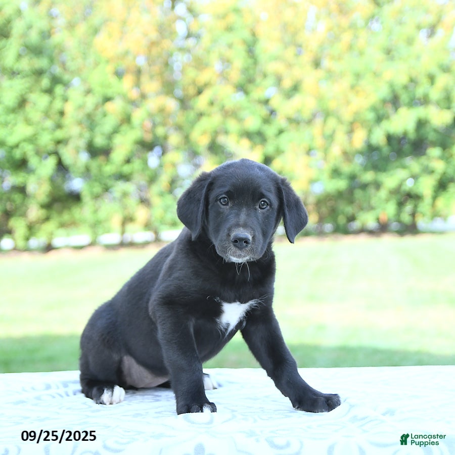 Hunting Puppies Pure Black Labrador Puppies For Sale 993+ Thousand