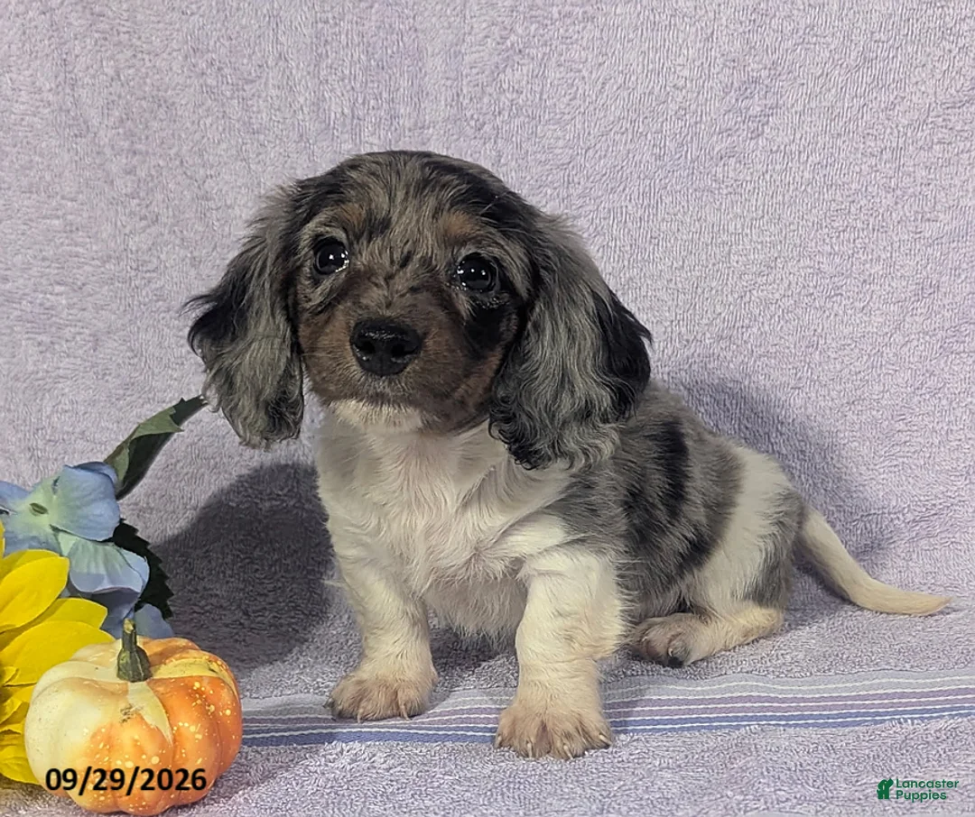 Dachshund dogs for sale: Levi Long - Ad 1