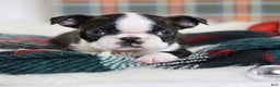 Boston Terrier dogs for sale: Gala - Ad 3
