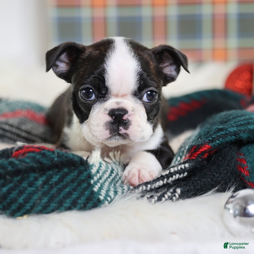 Boston Terrier dogs for sale: Gala - Ad 3