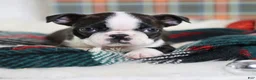 Boston Terrier dogs for sale: Gala - Ad 3