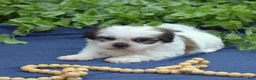 Shih Tzu dogs for sale: Cocoa  - Ad 4