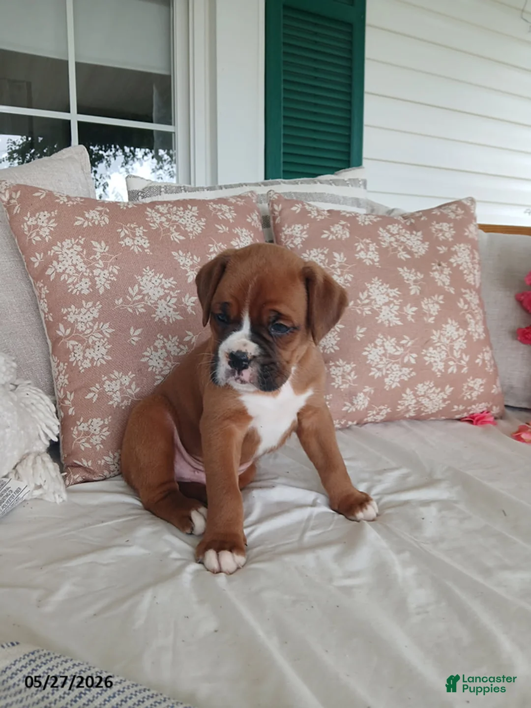 Boxer dogs for sale: Theo - Ad 1