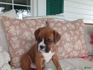 Boxer dogs for sale: Theo - Ad 1