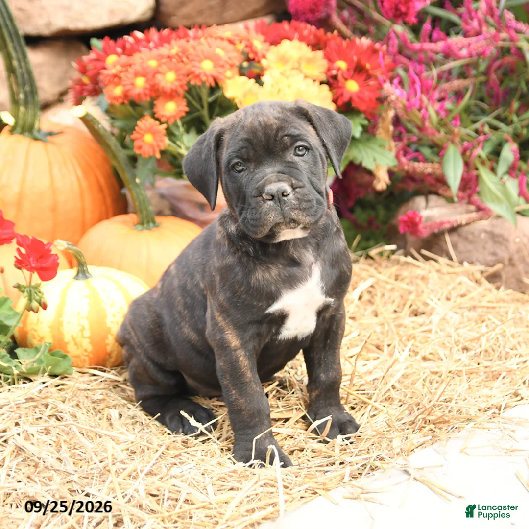 Cane Corso dogs for sale: Dexter - Ad 1