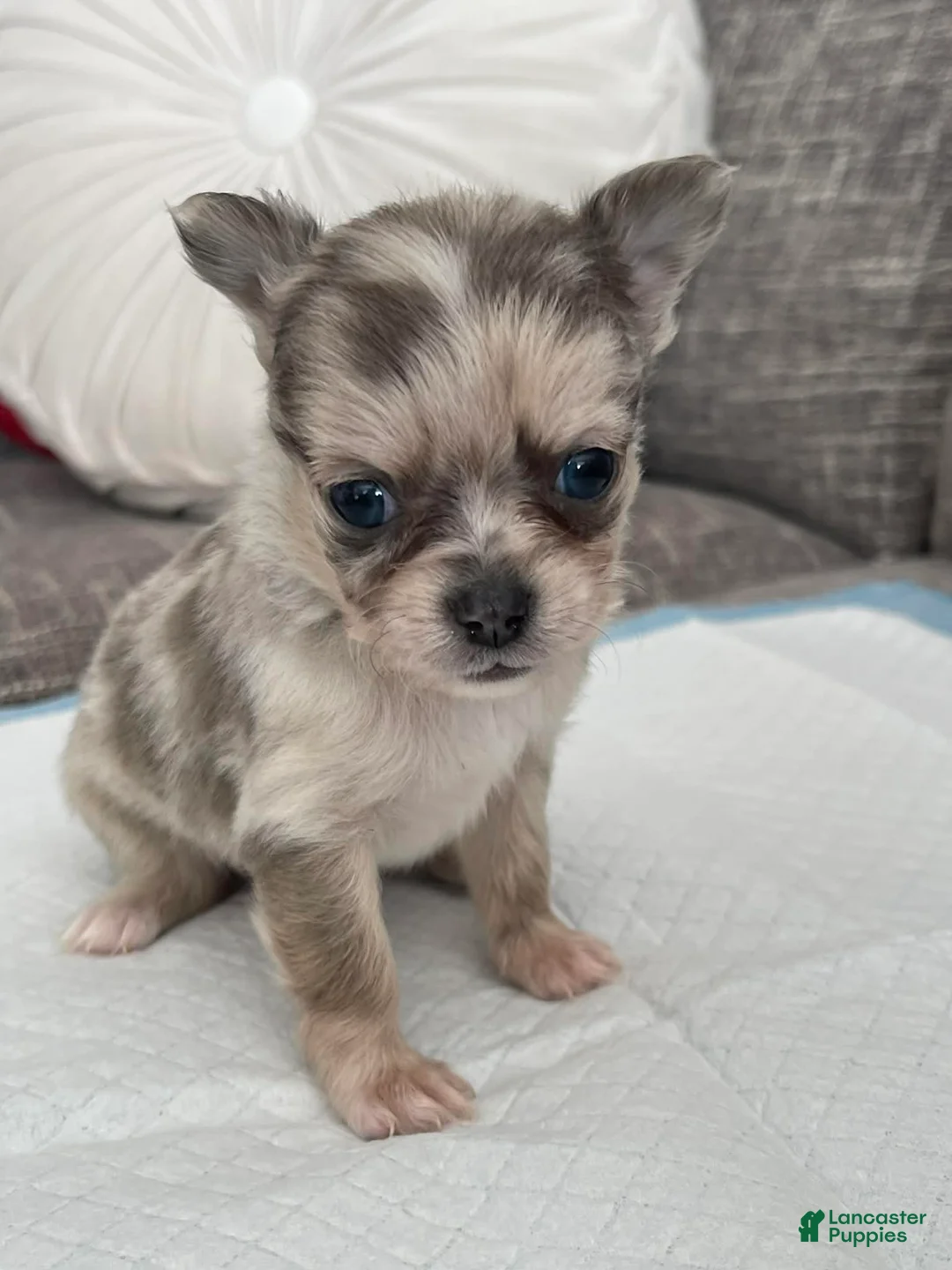 Chihuahua dogs for sale: Phoenix - Ad 1