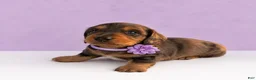 Miniature Dachshund dogs for sale: Tod - Ad 3