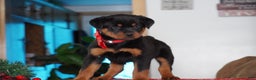 Rottweiler dogs for sale: Rambo - Ad 2