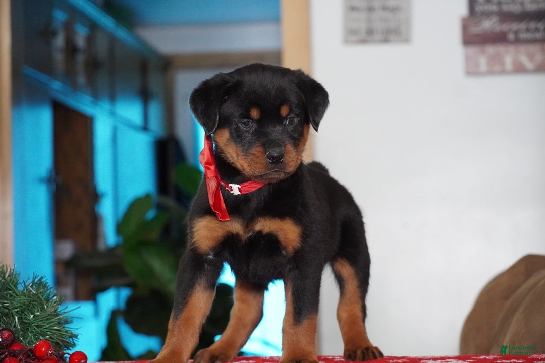 Rottweiler dogs for sale: Rambo - Ad 2