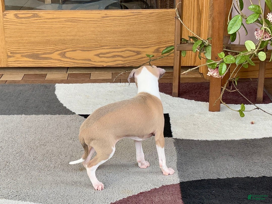 Italian Greyhound dogs for sale: Trina - Ad 13