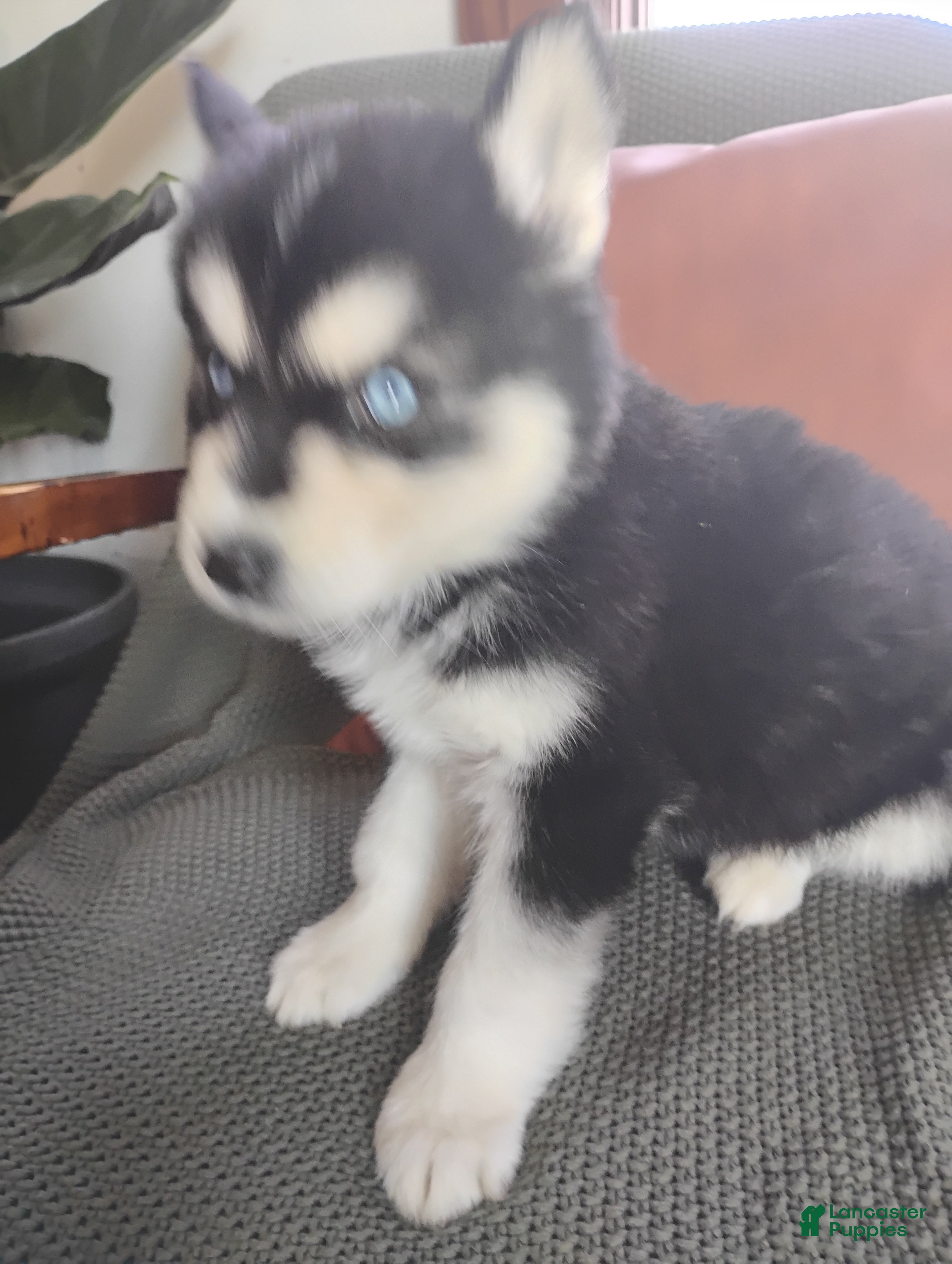 Siberian Husky dogs Nicholas  - Ad 23