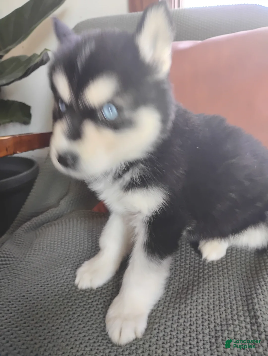 Siberian Husky dogs for sale: Nicholas  - Ad 1