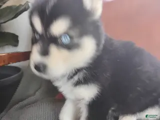 Siberian Husky dogs for sale: Nicholas - Ad 4