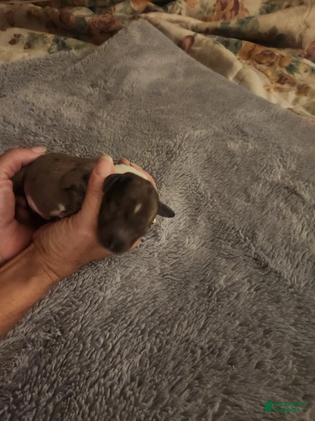 Dachshund dogs for sale: Dachshund 3 - Ad 1
