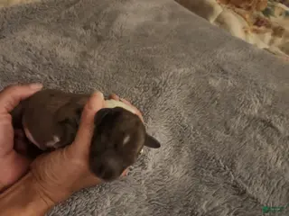 Dachshund dogs Dachshund 1 - Ad 39