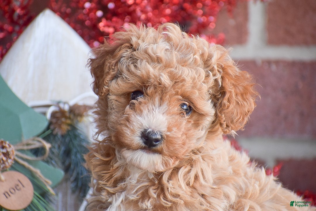 Toy Poodle dogs for sale: Rebecca - Ad 3