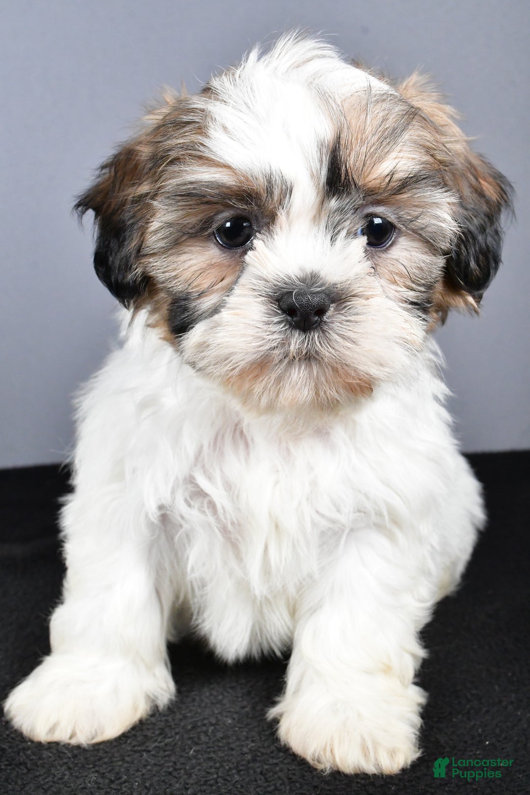 Shih Tzu dogs for sale: Lilly - Ad 7