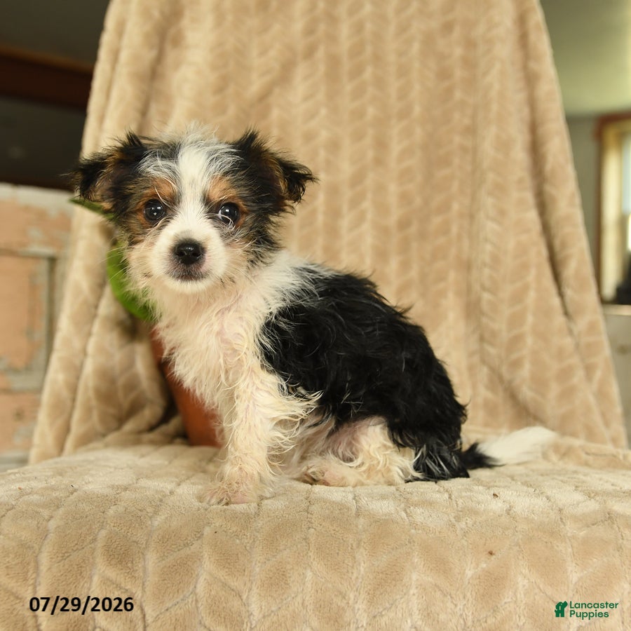 Morkie dogs Nile - Ad 2