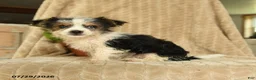 Morkie dogs for sale: Nile - Ad 2