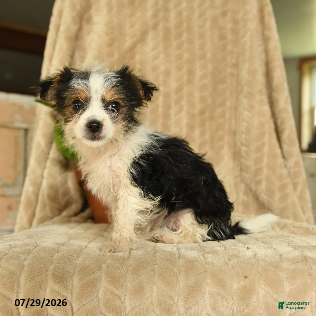 Morkie dogs for sale: Nile - Ad 2