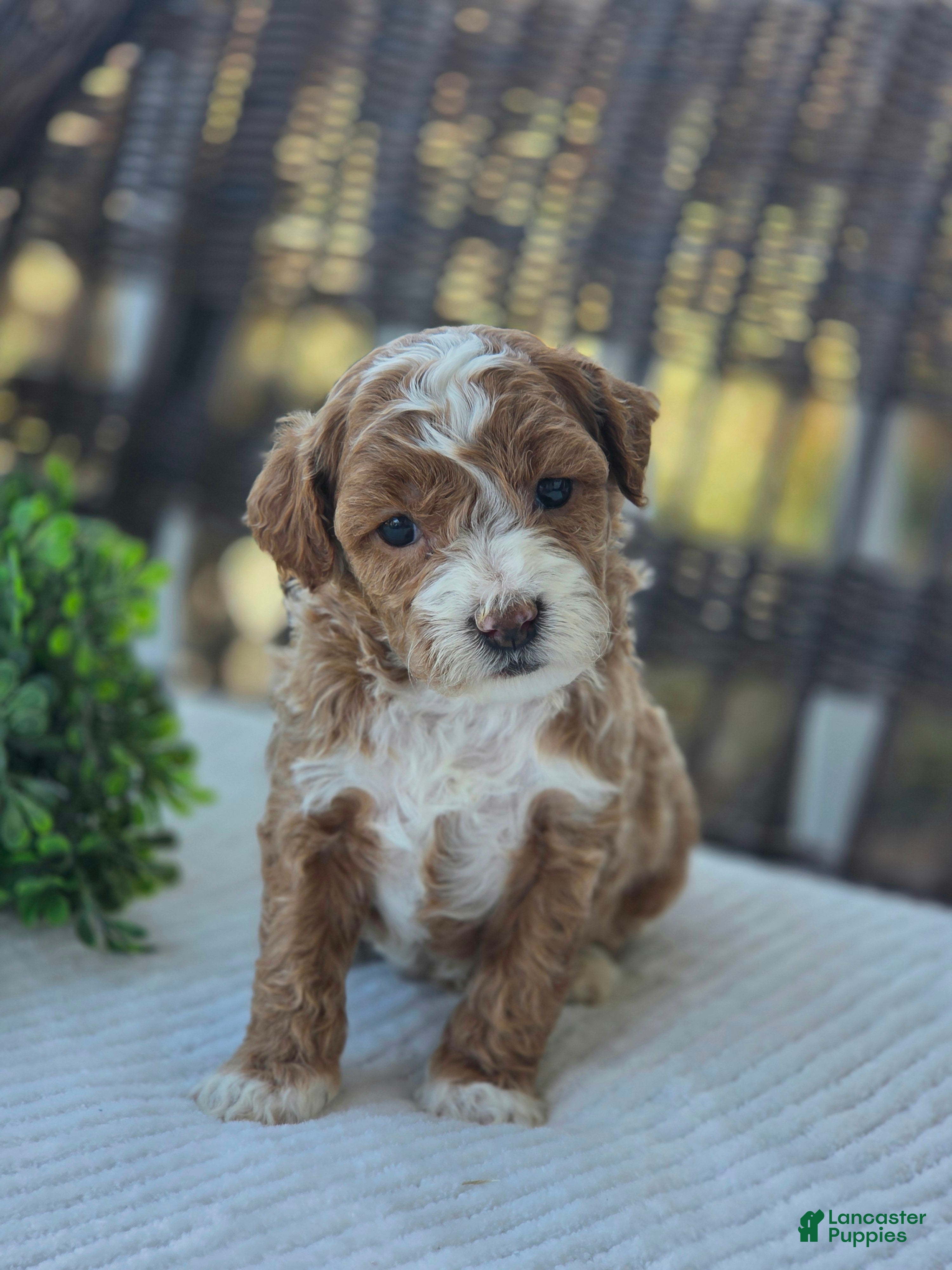 Bichpoo dogs Bailey - Ad 2