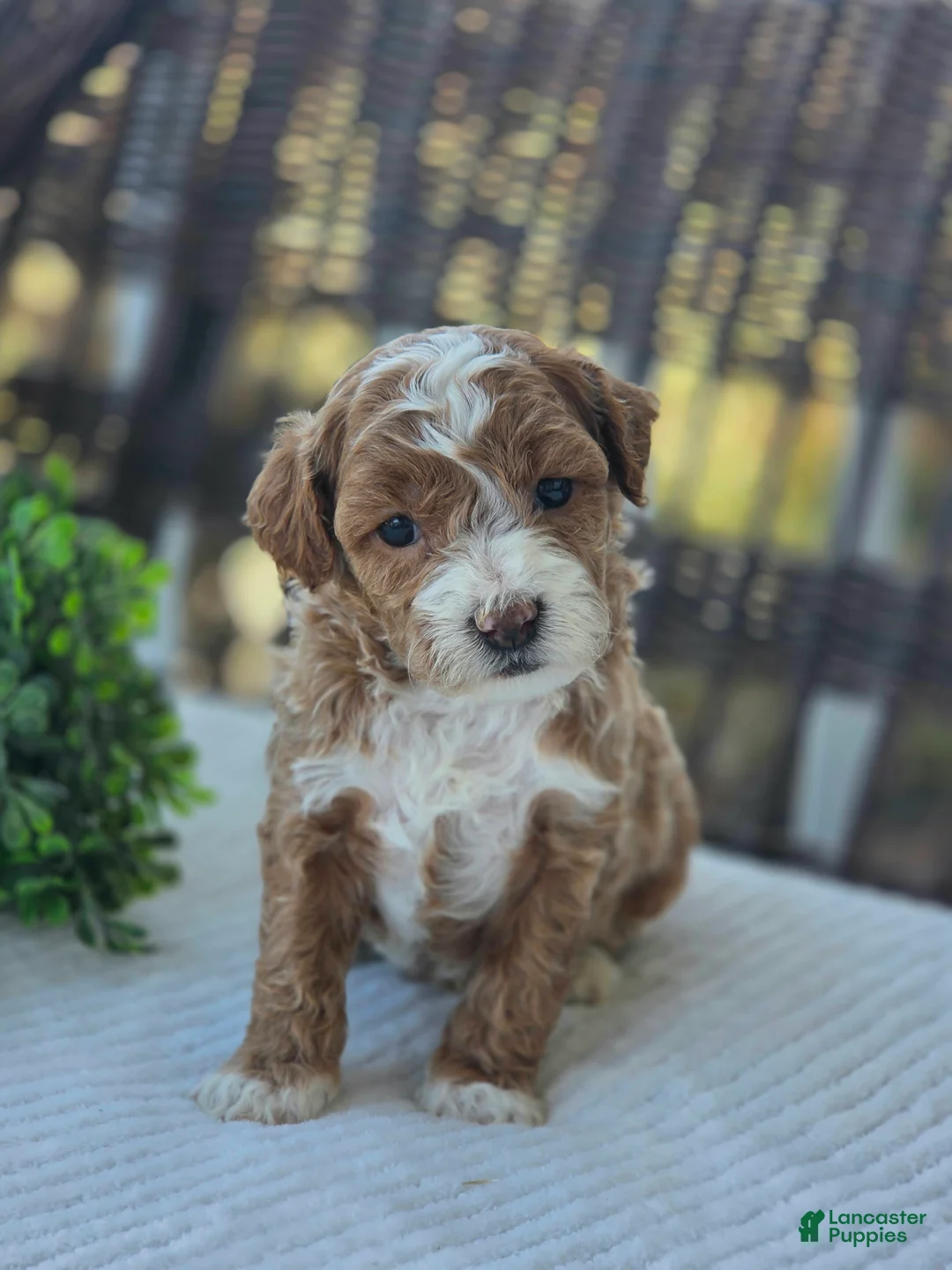 Bichpoo dogs for sale: Bailey - Ad 2