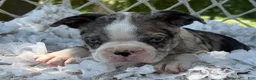 Boston Terrier dogs for sale: Mister - Ad 16
