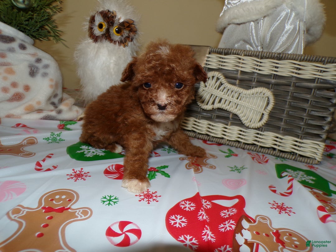 Miniature Poodle dogs for sale: Miniature Poodle Puppy 1 Barry - Ad 3