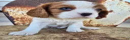 Cavalier King Charles Spaniel dogs for sale: Dolly - Ad 6