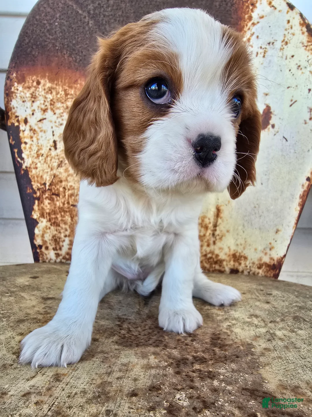 Cavalier King Charles Spaniel dogs for sale: Dolly - Ad 6