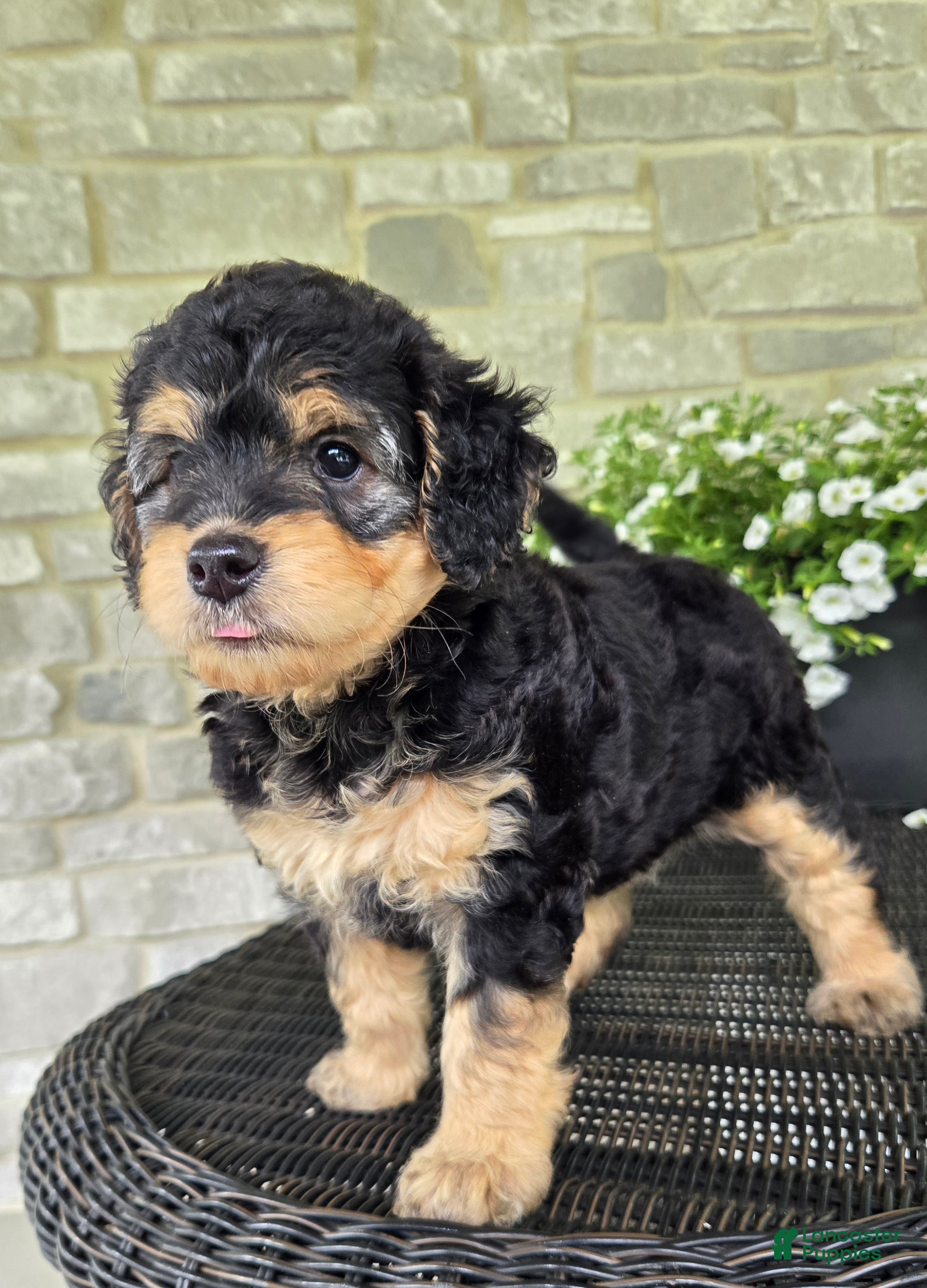 Mini Goldendoodle dogs Paris - Ad 2