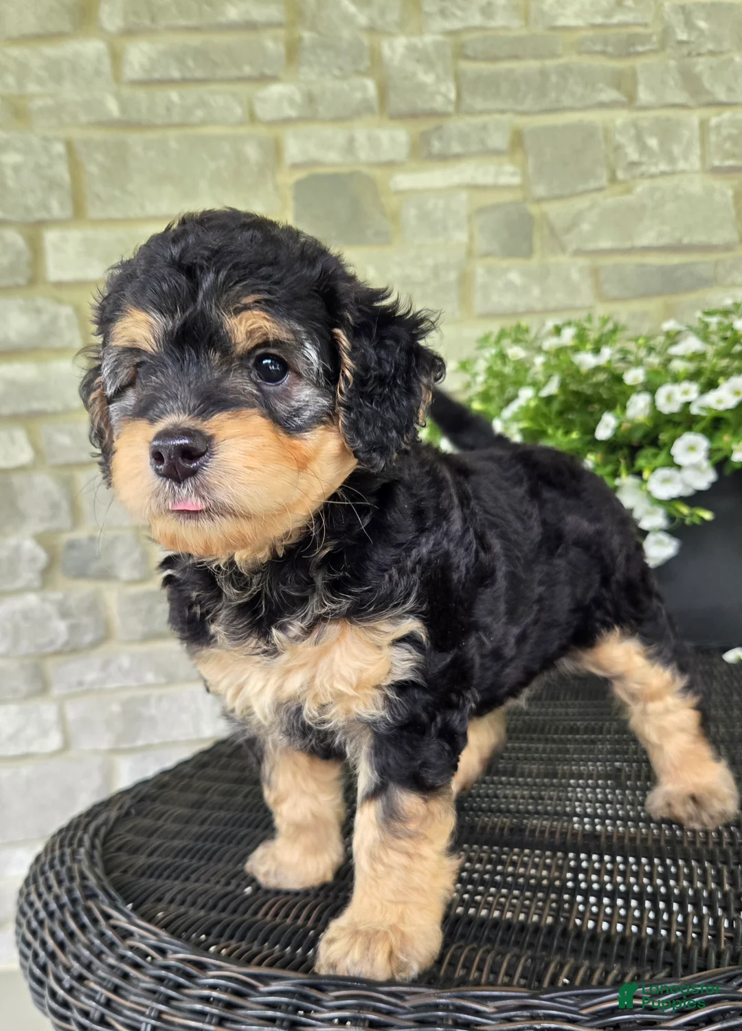 Mini Goldendoodle dogs for sale: Paris - Ad 2