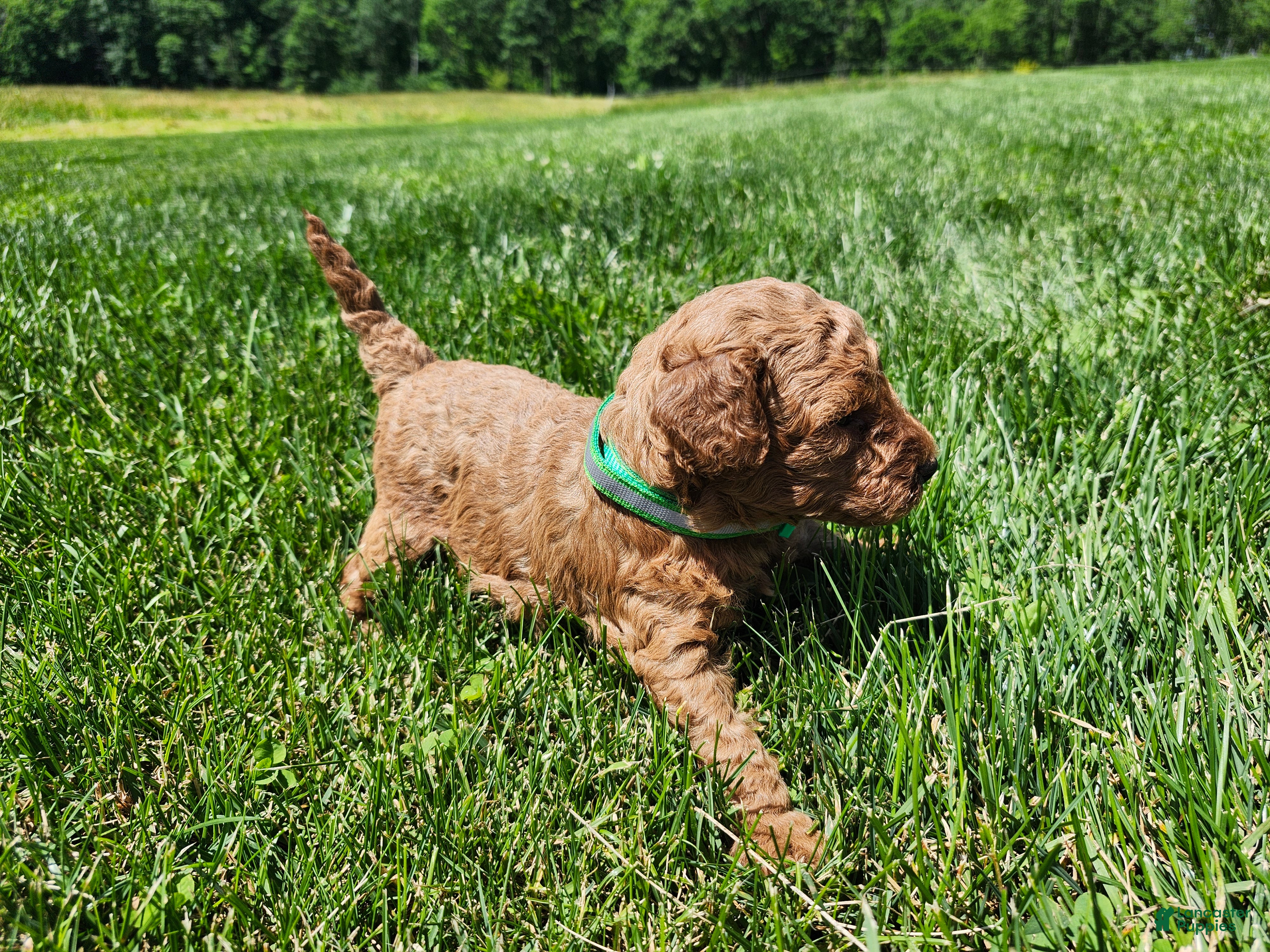 Standard Poodle dogs Bruce  - Ad 2