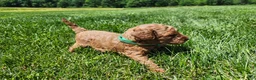 Standard Poodle dogs for sale: Bruce  - Ad 2