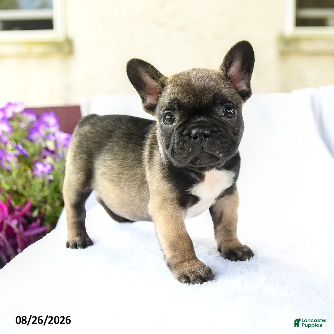 French Bulldog dogs for sale: Koa  - Ad 2