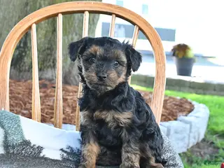 Yorkshire Terrier dogs for sale: Mango - Ad 3