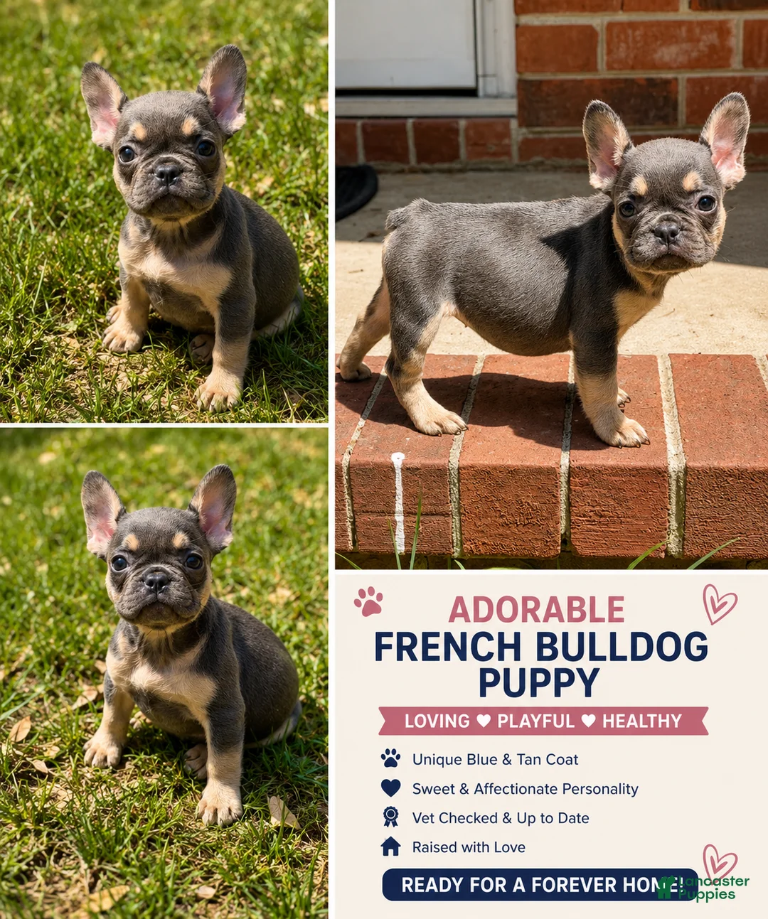 French Bulldog dogs for sale: Tinkerbell (Tiny Girl) - Ad 1
