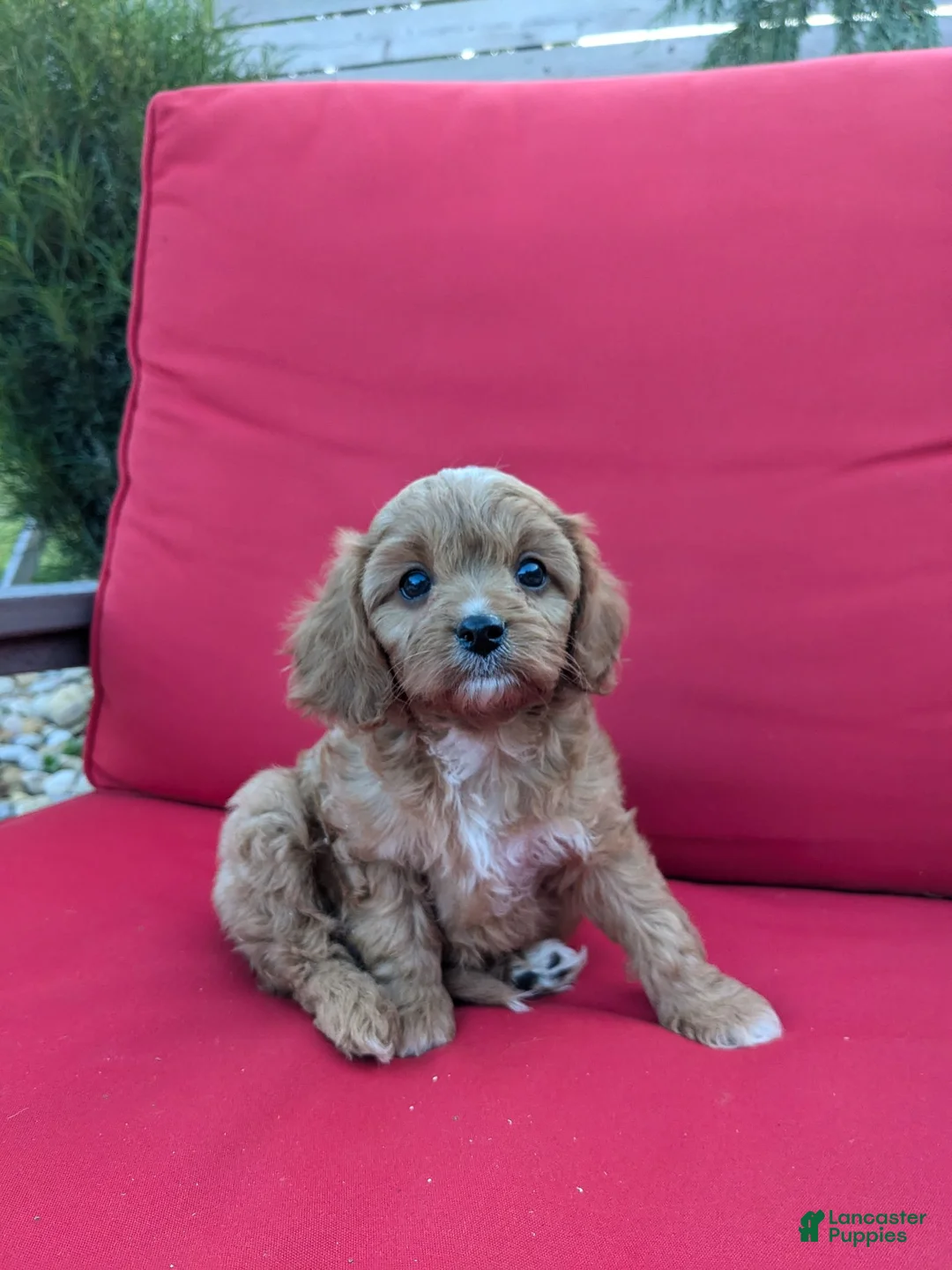 Cavapoo dogs for sale: Otis  - Ad 1