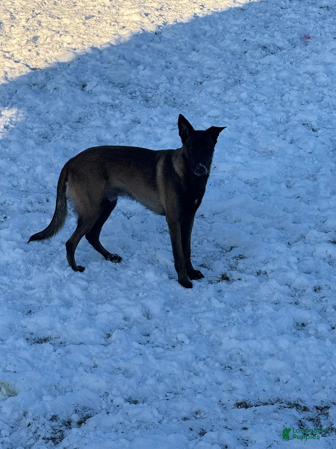 Belgian Malinois dogs for sale: Belgian Malinois Puppy  - Ad 2
