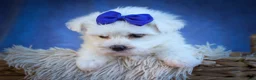 Maltese dogs for sale: Marley🐾 - Ad 14