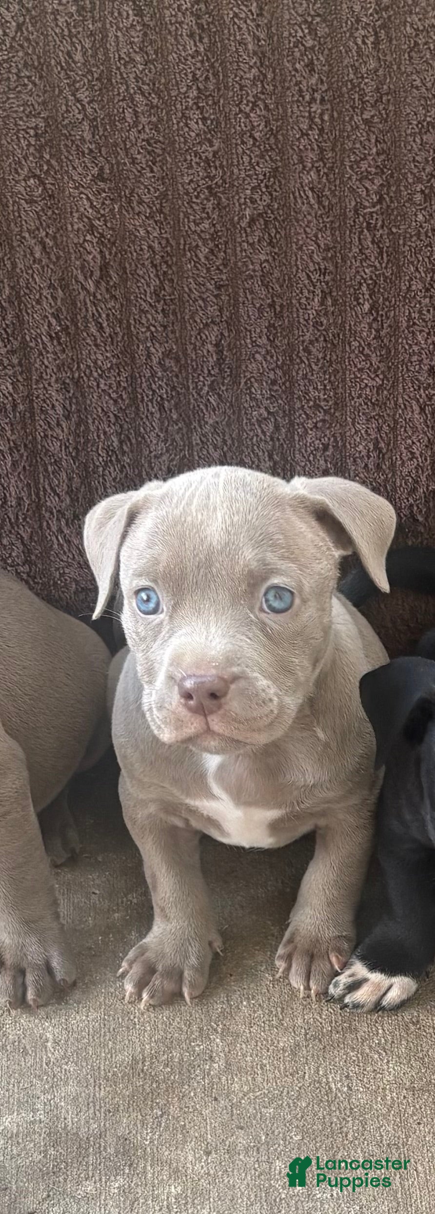 Mixed Breed dogs Karma - Ad 22