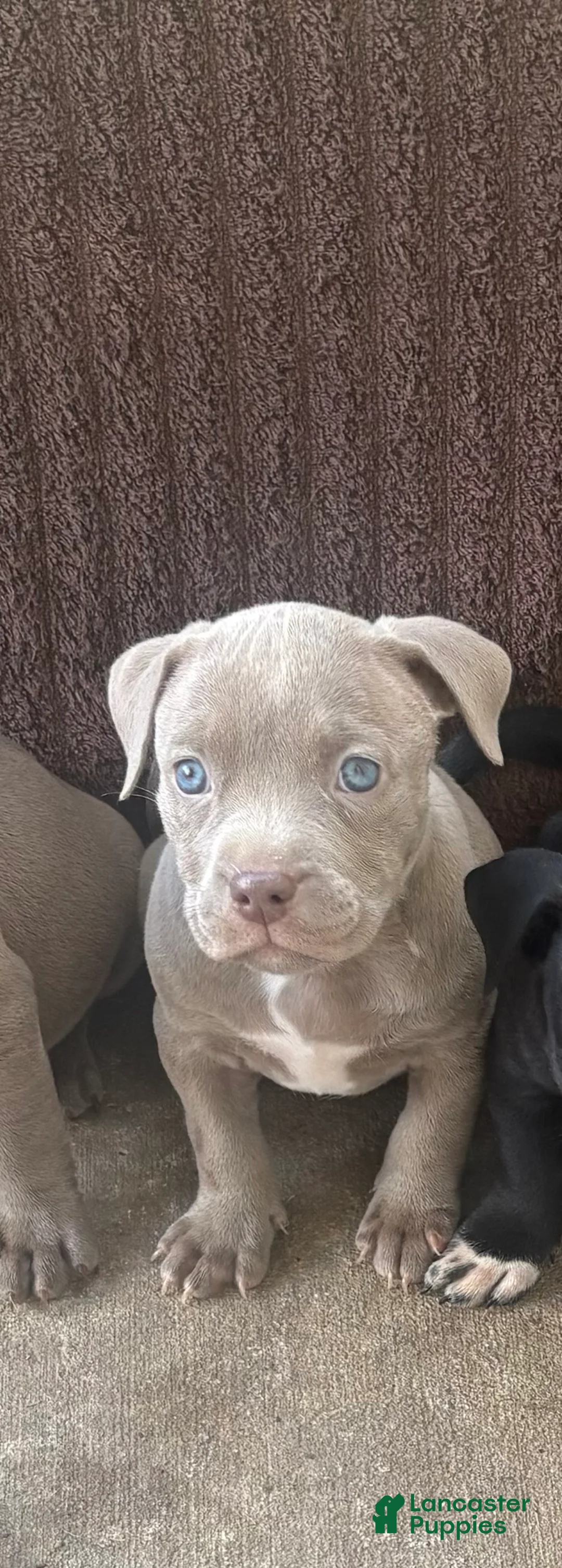 Mixed Breed dogs for sale: Karma - Ad 1