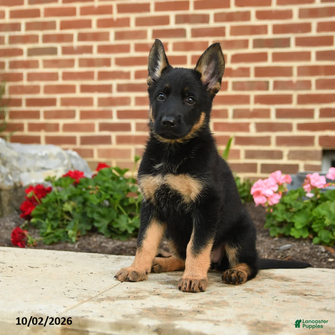 German Shepherd dogs for sale: Mila - Ad 6