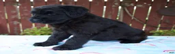 Giant Schnauzer dogs for sale: Luann - Ad 6