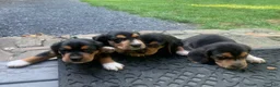Beagle dogs for sale: Bruiser - Ad 2