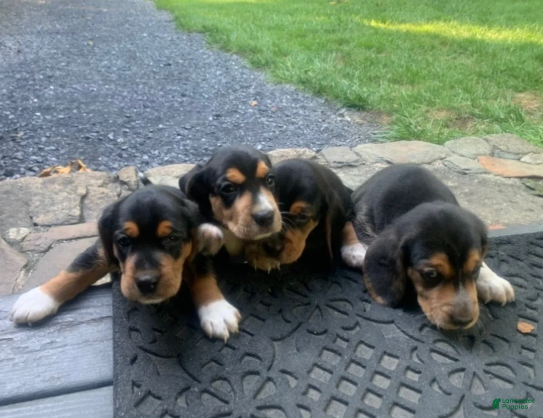 Beagle dogs for sale: Bruiser - Ad 2