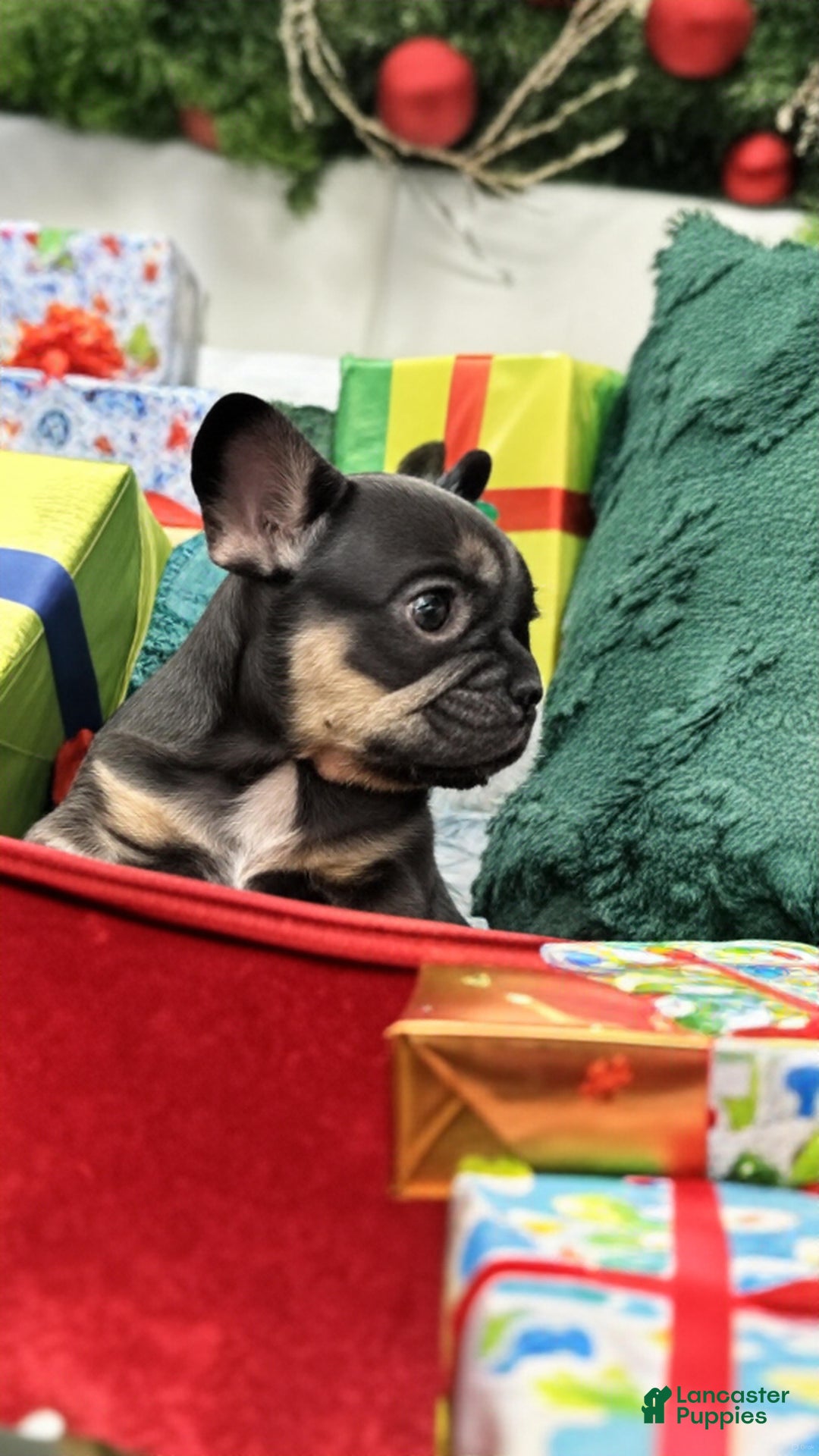 French Bulldog dogs for sale: Cole - Ad 3